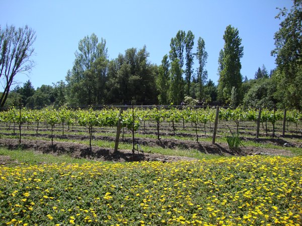 vineyards, Pasterick Winery
