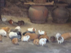 guinea pigs in souvenir shop