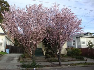 cherry trees already in bloom