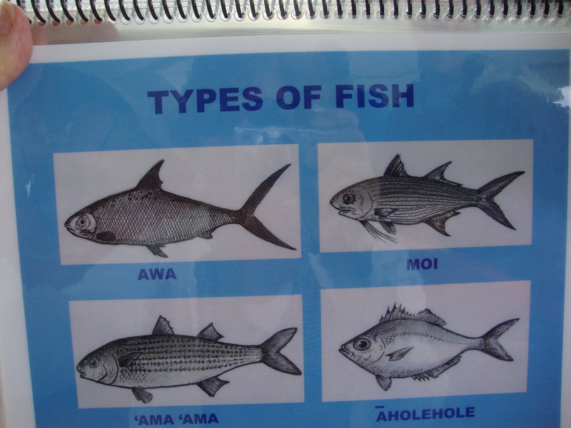 types of fish in the bay