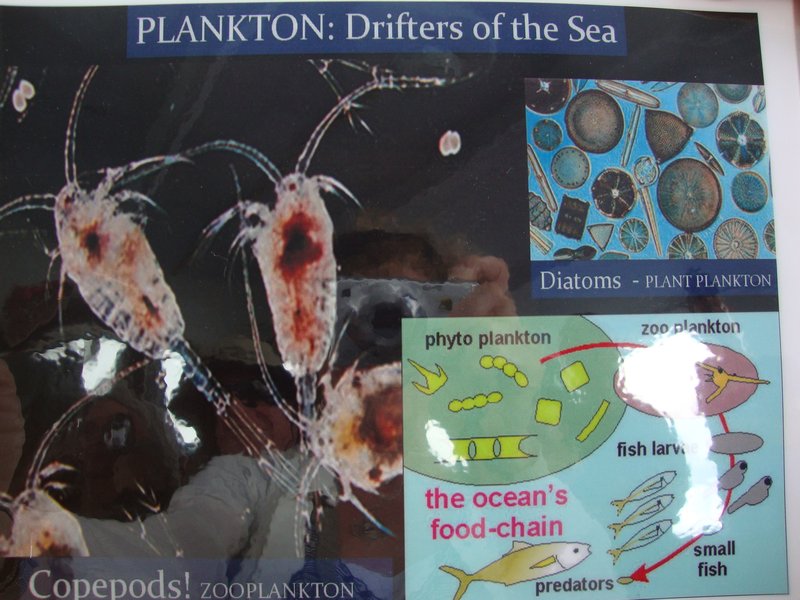 plankton in the bay