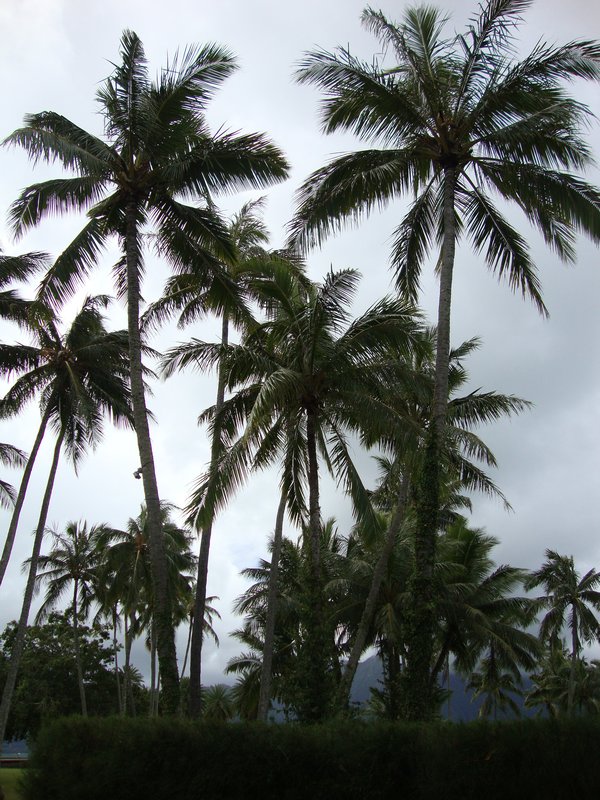 coconut palms on Coconut Is.