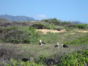 flock of albatrosses
