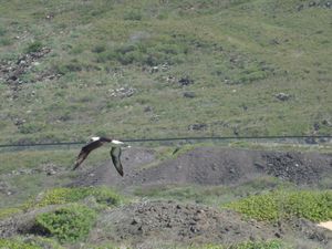 albatross in flight