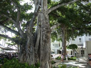 a banyan tree