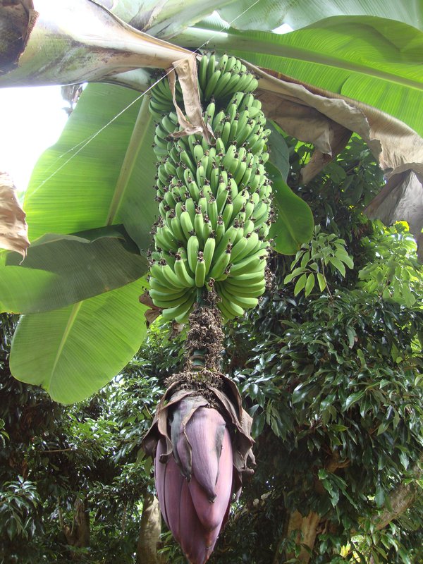 a banana tree on the farm