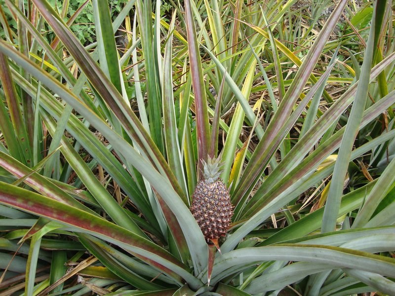 a young pineapple on the farm
