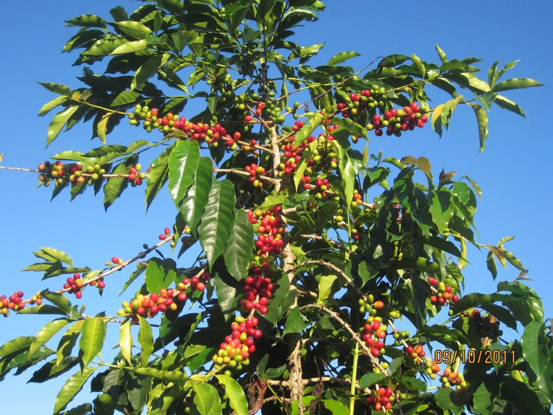 a coffee tree before the berries are picked