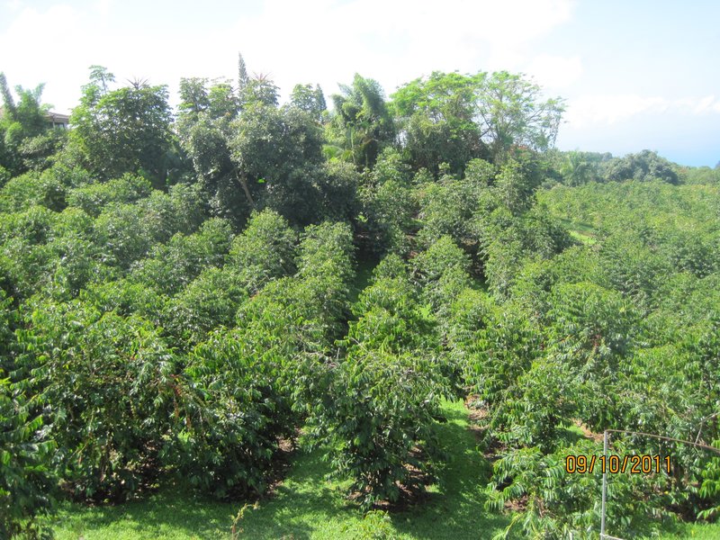 fields of coffee trees on the farm