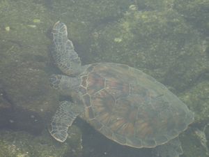 sea turtle in a tide pool on the site