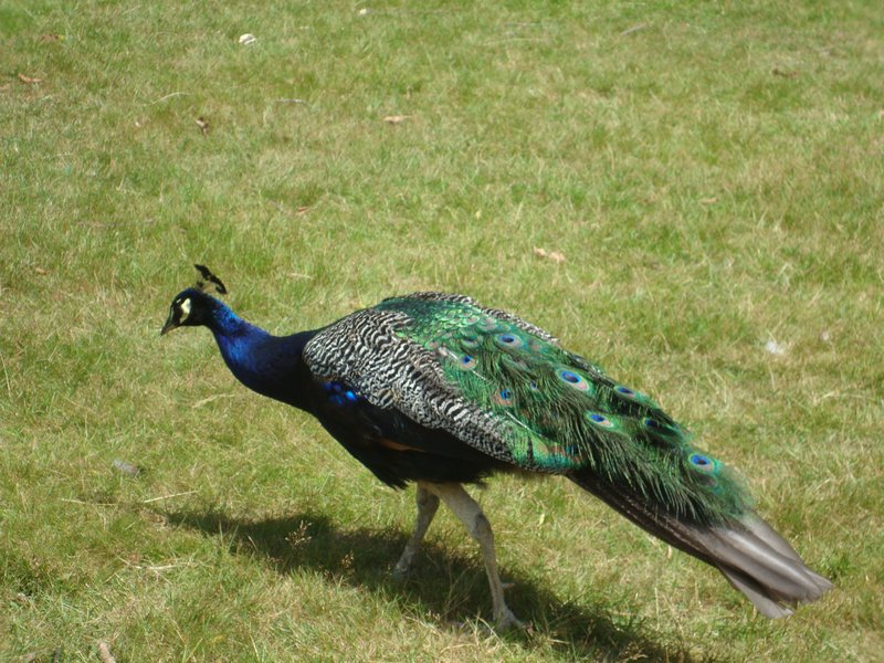 16-male peacock on Brownsea