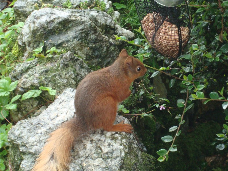 20-red squirrel at Hassness