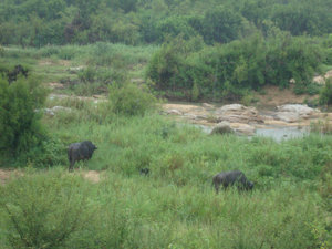 landscape with Cape buffalo