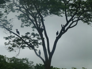birds in Chobe