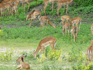 impalas or antelope (?)