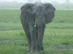 an AFRICAN elephant