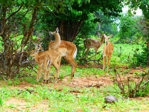 impalas or antilopes?
