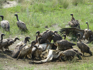 vultures eating an animal carcass