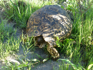 turtle seen on game walk