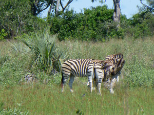 zebra in the Delta wilderness