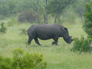 a rhino