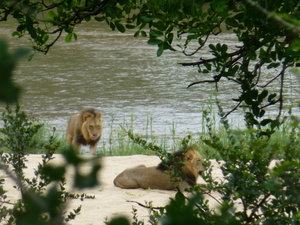 lions along the river bank