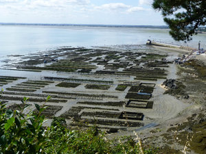 modern-day oyster beds at low tide