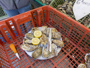 oysters on the half-shelf prepared for sale