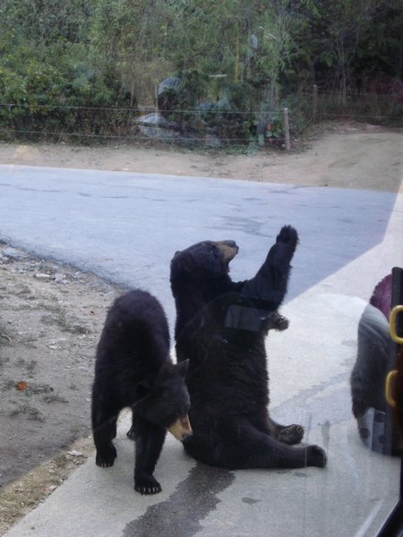 waving bears