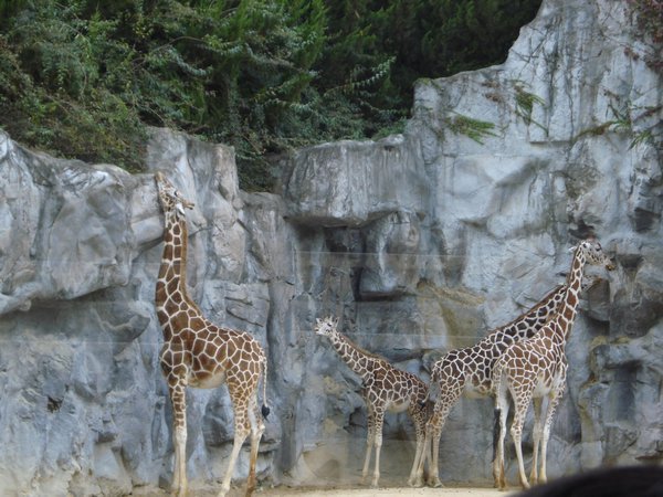 i luv giraffes!