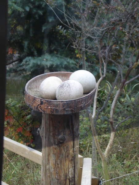 ostriche eggs