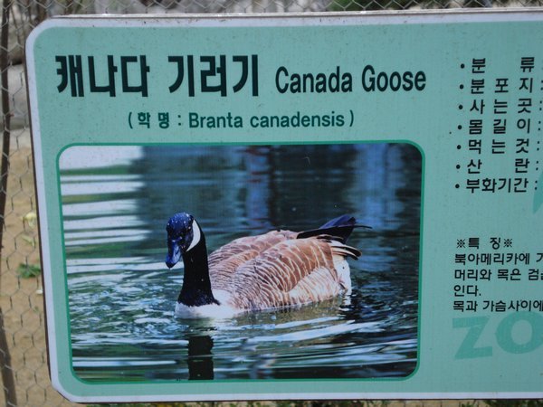 Canada geese!