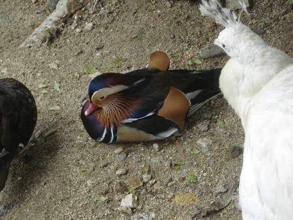 mandarin duck...so beautiful!