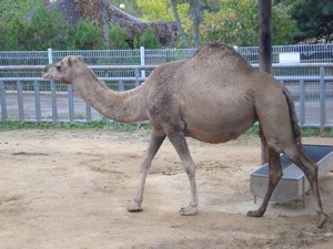 normal -looking camel