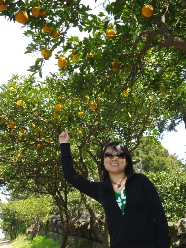 tangerines galore