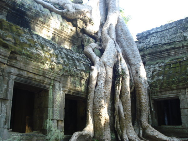 Ta Phrom - Jungle Temple