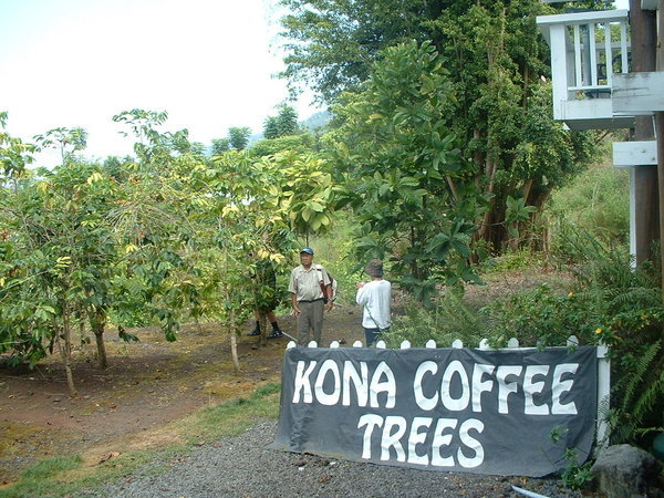 Kona Coffee Trees