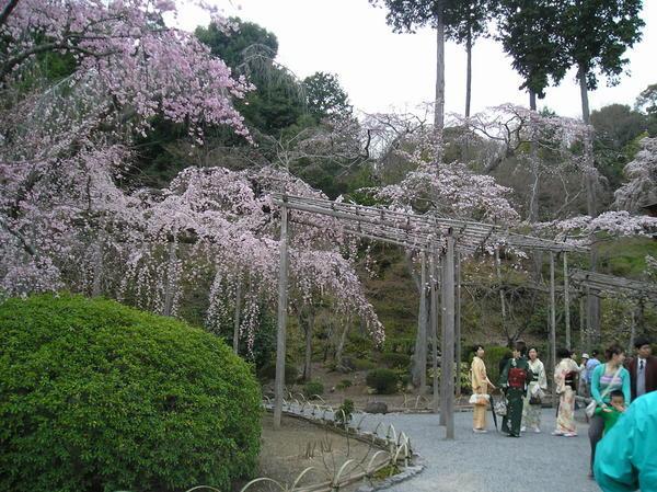Women in Kimono's enjoying the cherry blossom