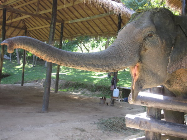 Elephant Camp in Chiang Mai