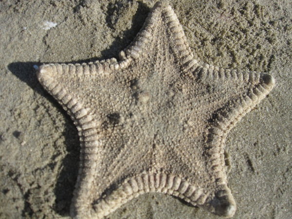 That's right, a starfish!