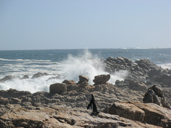 More big waves at Betty's Bay