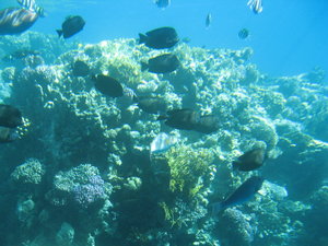 Coral garden from the Yellow Submarine