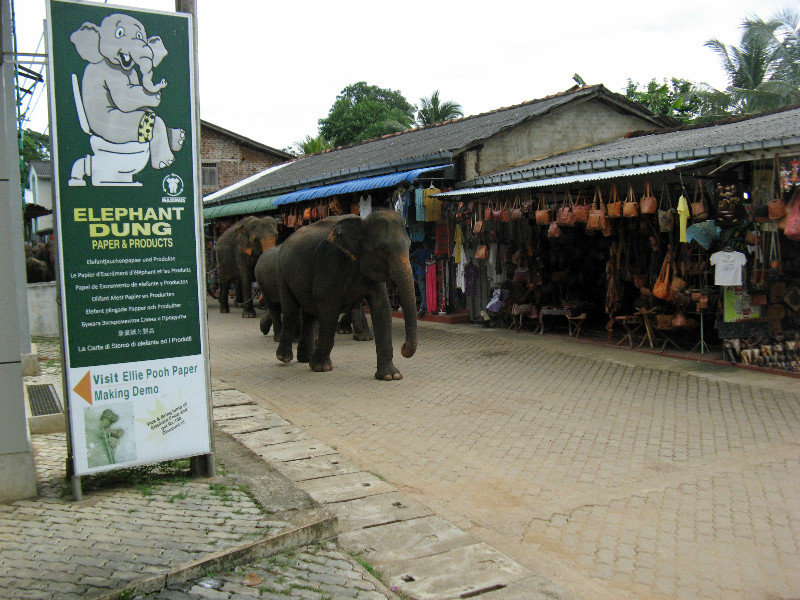 Elephants window shopping