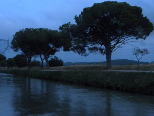 Trees at Dusk in Homps