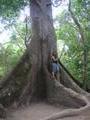 A Sacred Ceiba Tree