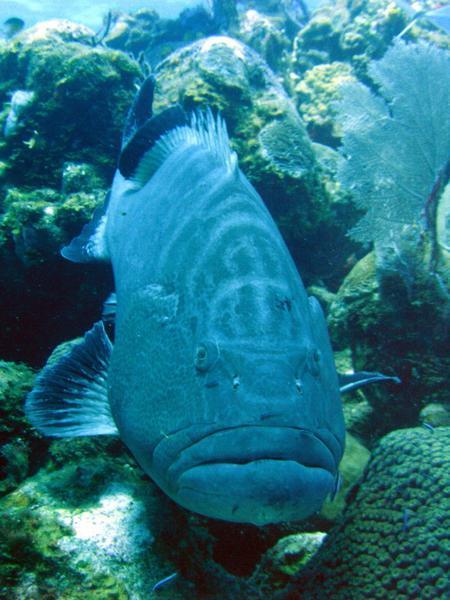 Our friendly Grouper