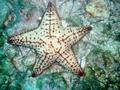 Giant Star Fish