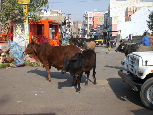 Typical! A cow in the street.