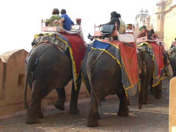 The elephants going into the Amber Fort