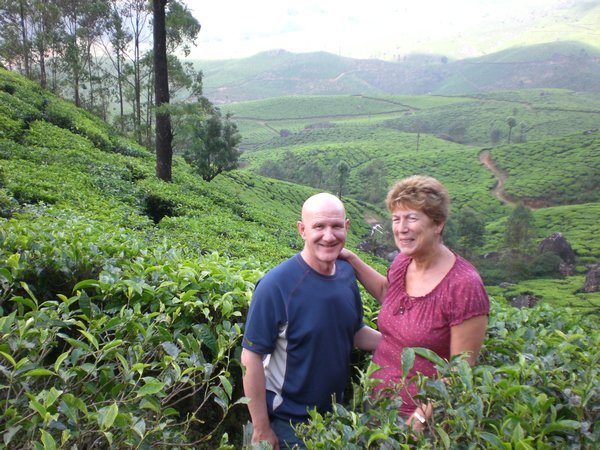 In the tea plantation